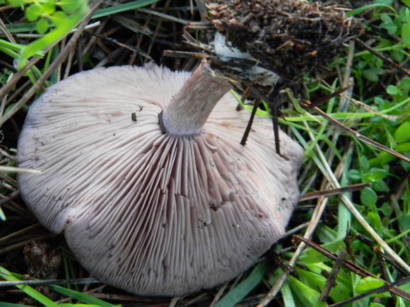 1) Fotogr.il 25.01.2014.sotto macchia Mediterranea