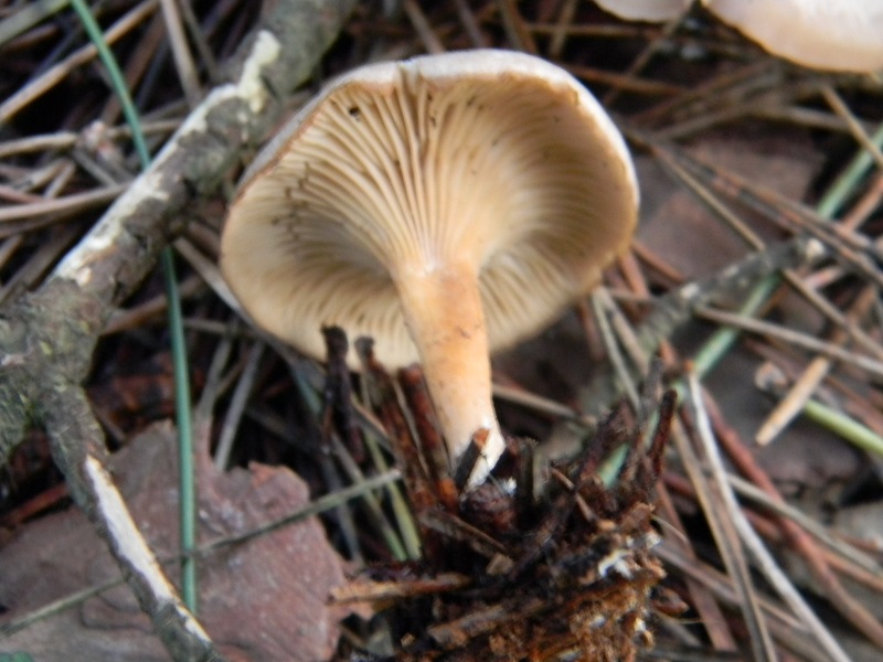 2) Fotogr.il 25.01.2014.sotto macchia Mediterranea