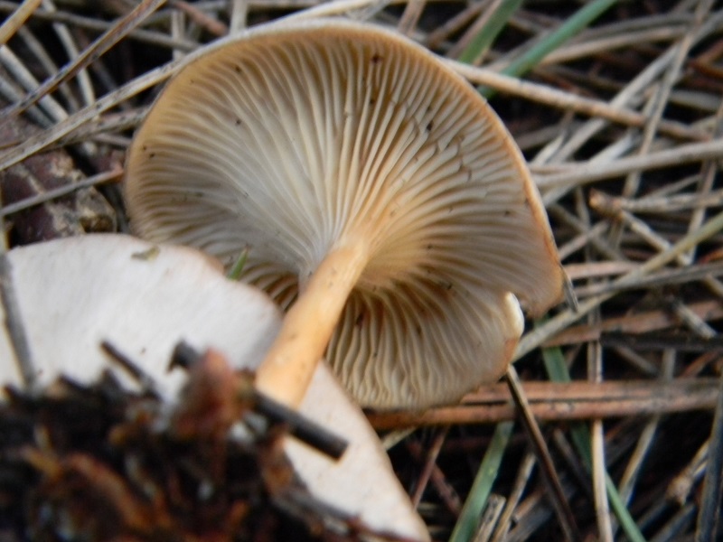 2) Fotogr.il 25.01.2014.sotto macchia Mediterranea