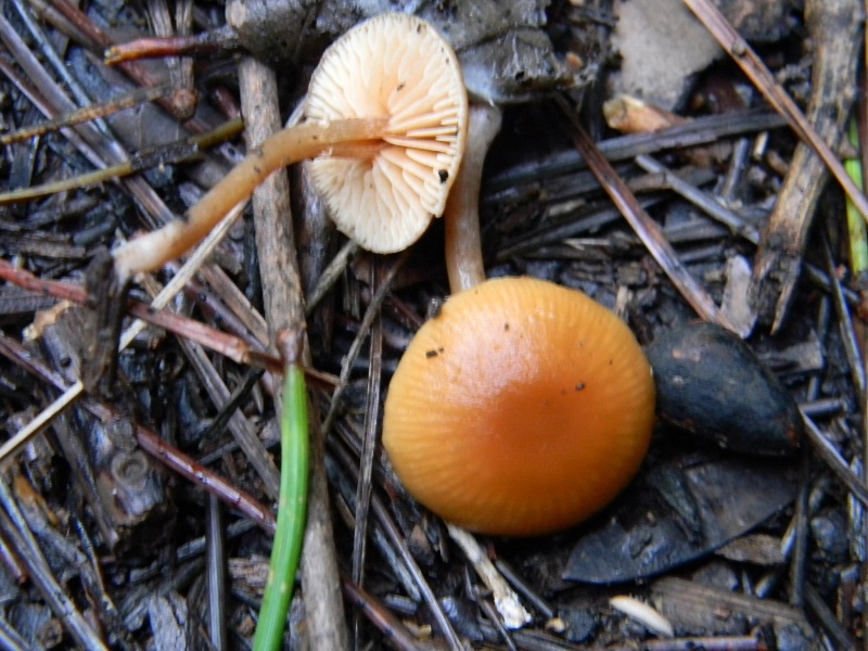 3) Fotogr.  il 25.01.2014. sotto macchia Mediterranea