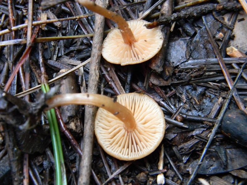 3) Fotogr.  il 25.01.2014. sotto macchia Mediterranea