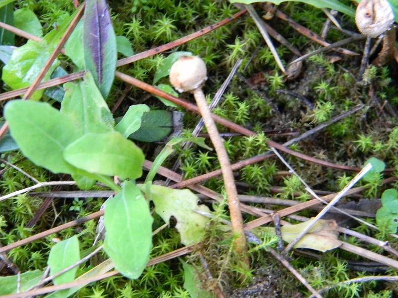 4) Fotogr. il 25.01.2014. sotto macchia Mediterranea