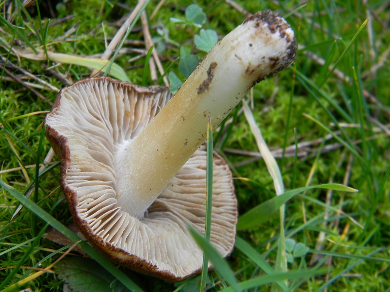 5) Fotogr. il 25.01.2014. sotto macchia Mediterranea