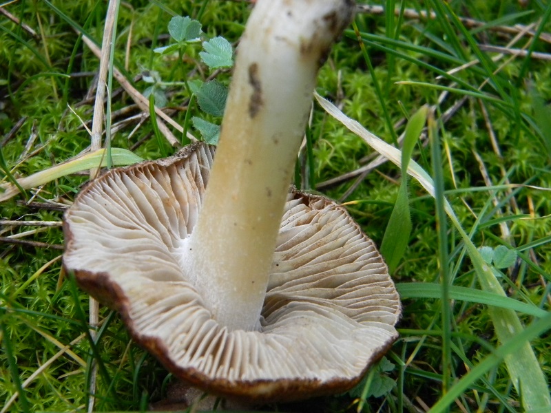 5) Fotogr. il 25.01.2014. sotto macchia Mediterranea