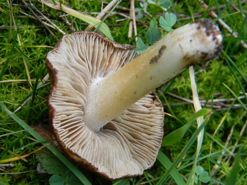 5) Fotogr. il 25.01.2014. sotto macchia Mediterranea