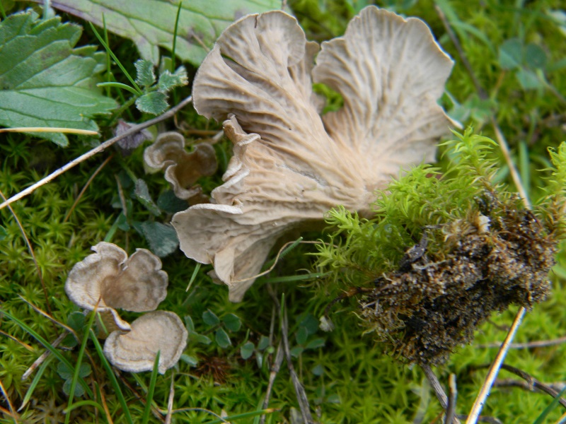 23) Fotogr. il 25.01.2014.sotto macchia Mediterranea