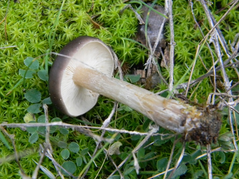 7) Fotogr. il 25.01.2014.sotto macchia Mediterranea