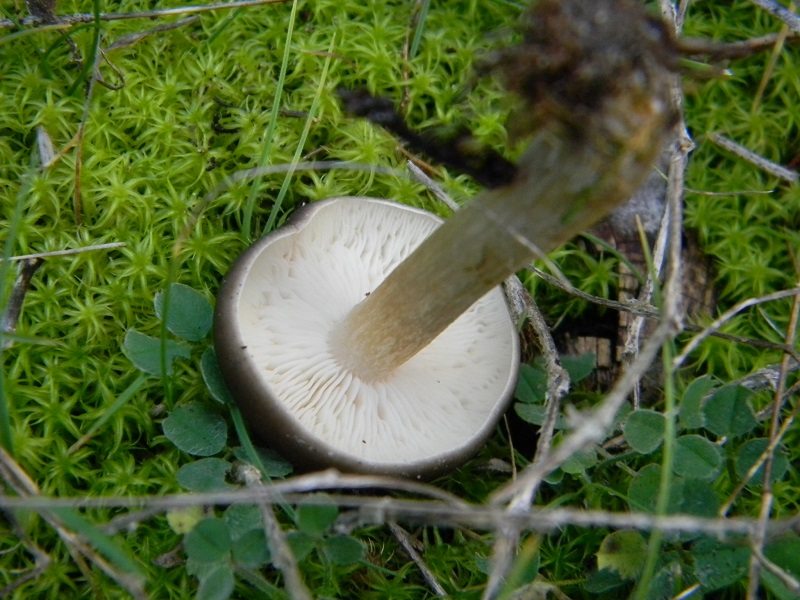 7) Fotogr. il 25.01.2014.sotto macchia Mediterranea