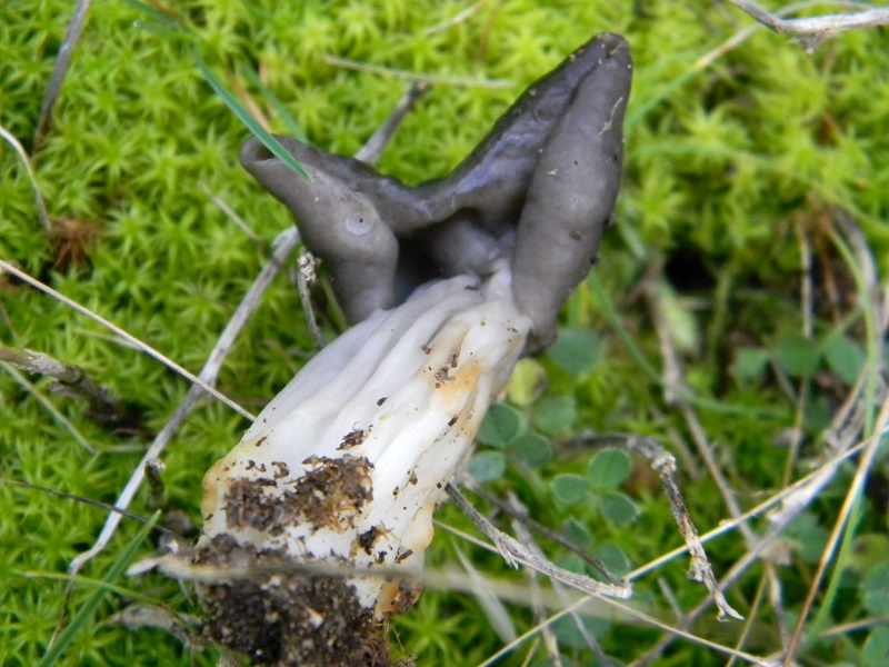 12) Fotogr. il 25.01.2014.sotto macchia Mediterranea