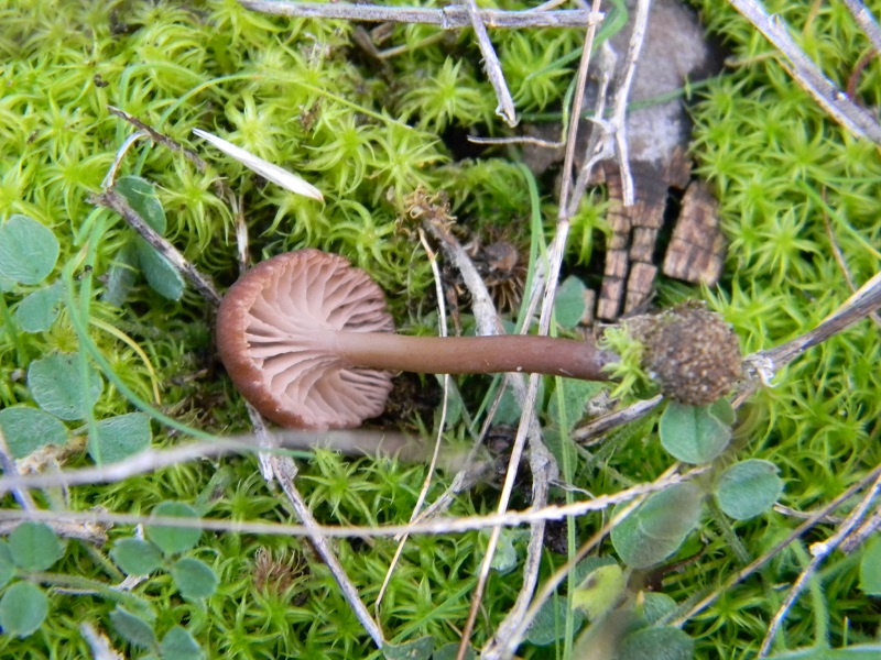 14) Fotogr. il 25.01.2014.sotto macchia Mediterranea