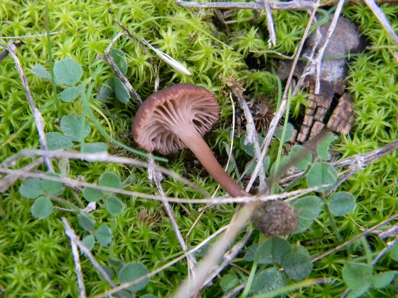 14) Fotogr. il 25.01.2014.sotto macchia Mediterranea