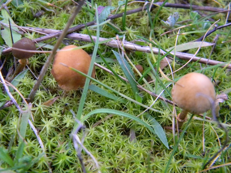 8) Fotogr. il 25.01.2014.sotto macchia Mediterranea