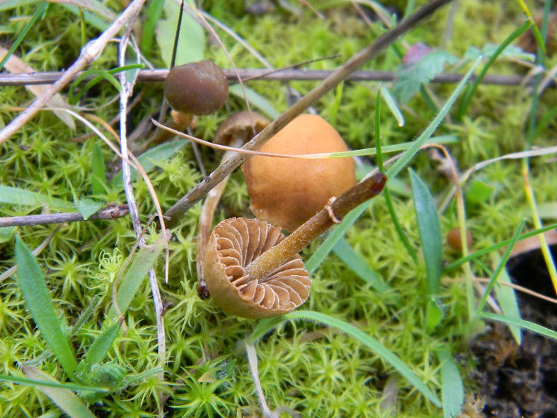 8) Fotogr. il 25.01.2014.sotto macchia Mediterranea