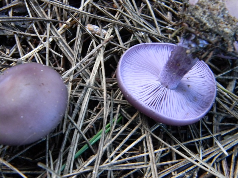 10) Fotogr. il 25.01.2014.sotto macchia Mediterranea