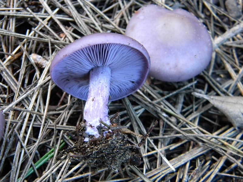 10) Fotogr. il 25.01.2014.sotto macchia Mediterranea