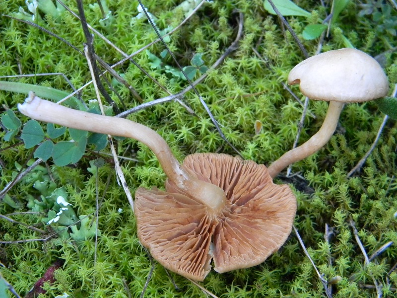 9) Fotogr. il 25.01.2014.sotto macchia Mediterranea