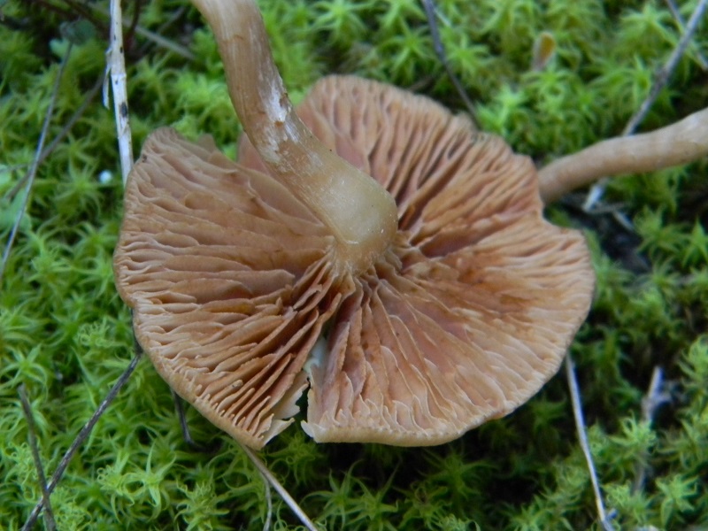 9) Fotogr. il 25.01.2014.sotto macchia Mediterranea