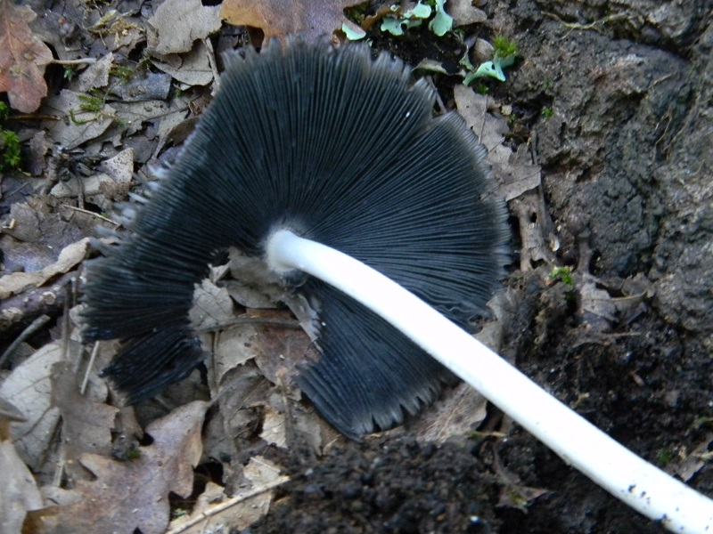 5) Fotogr.il 21.10.2016.sotto Quercia