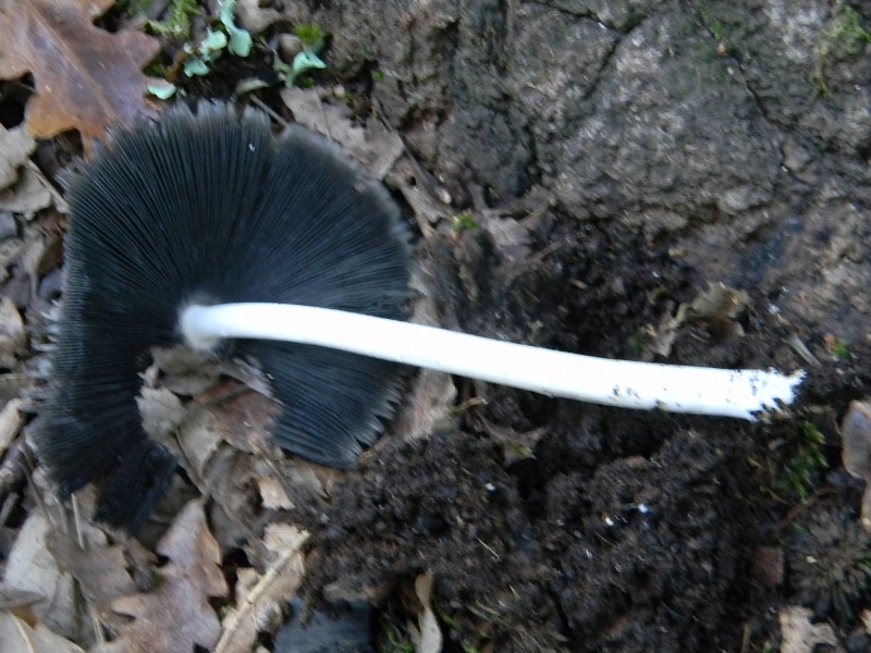 5) Fotogr.il 21.10.2016.sotto Quercia