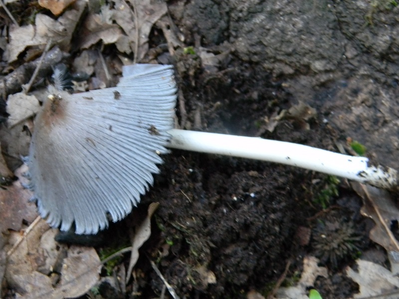 5) Fotogr.il 21.10.2016.sotto Quercia