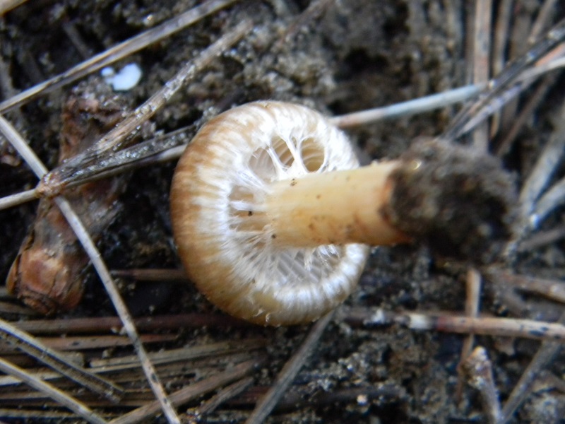 21) Fotogr. il 25.01.2014. sotto macchia Mediterranea