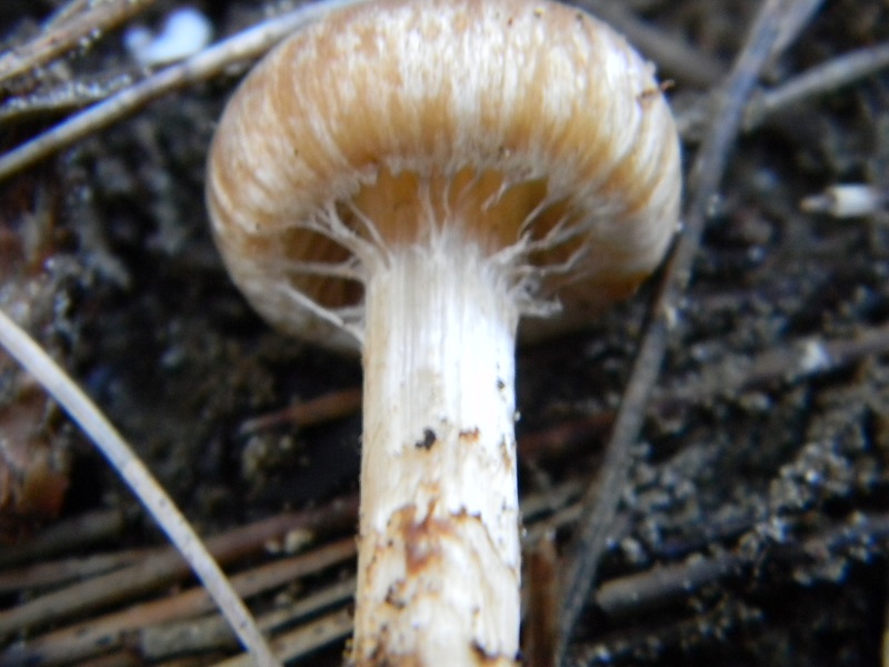 21) Fotogr. il 25.01.2014. sotto macchia Mediterranea