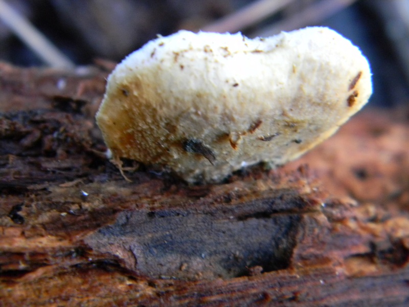 2) Fotogr. il 25.01.2014. sotto macchia Mediterranea