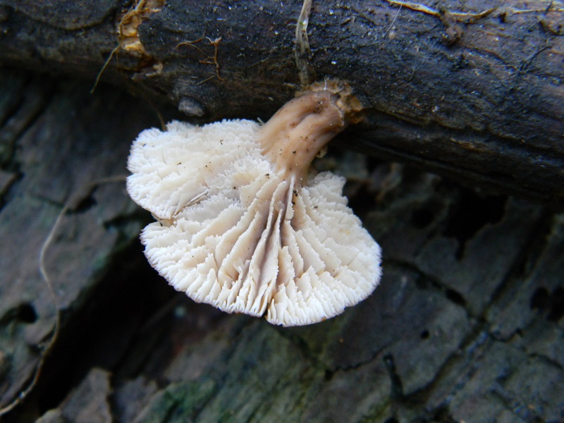 18) Fotogr. il 25.01.2014.