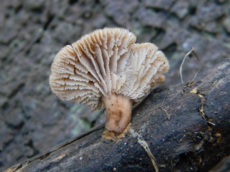 18) Fotogr. il 25.01.2014.