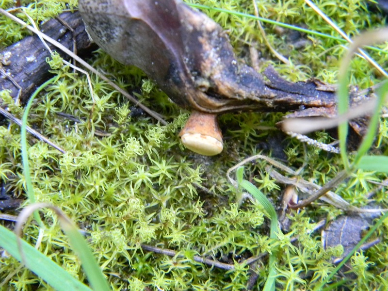 6) Fotogr il 25.01.2014.sotto macchia Mediterranea