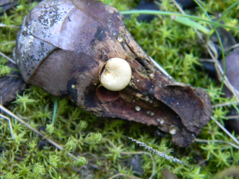 6) Fotogr il 25.01.2014.sotto macchia Mediterranea