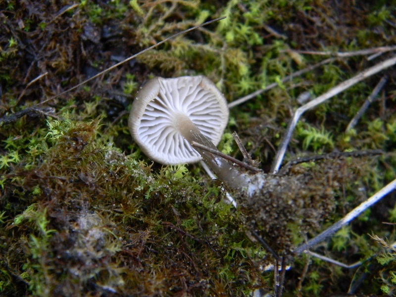 15) Fotogr. il 25.01.2014.sotto macchia Mediterranea