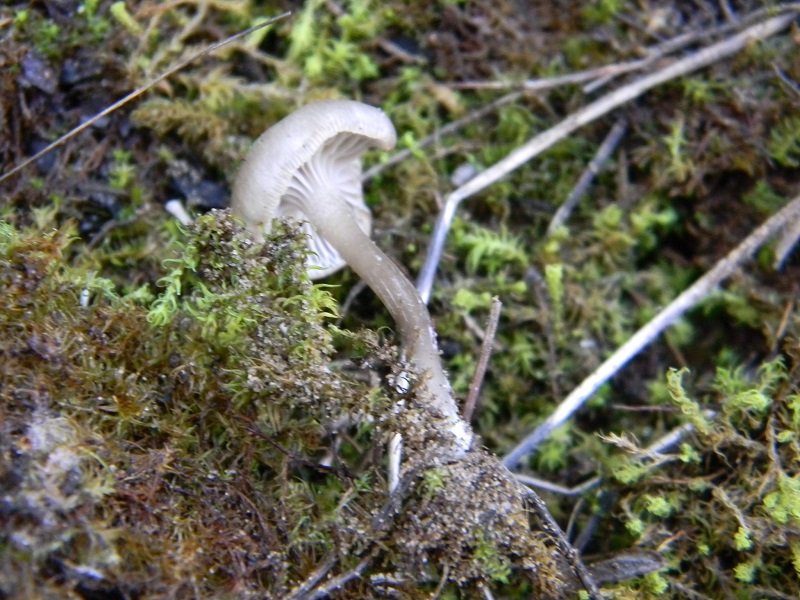 15) Fotogr. il 25.01.2014.sotto macchia Mediterranea