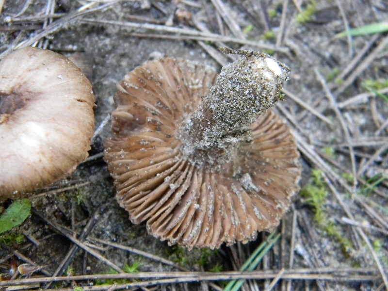 16) Fotogr. il 25.01.2014.sotto macchia Mediterranea