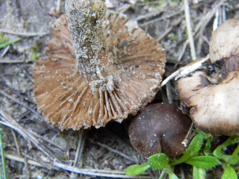 16) Fotogr. il 25.01.2014.sotto macchia Mediterranea