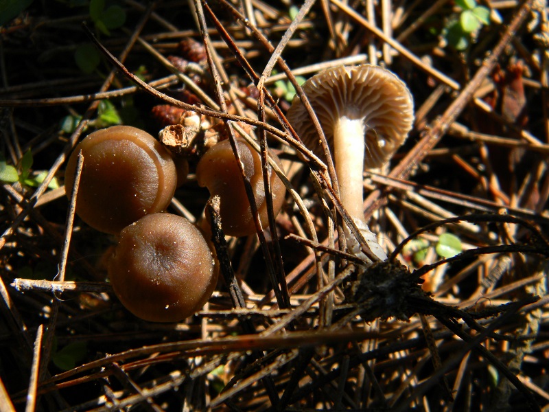 17) Fotogr. il 25.01.2014.sotto macchia Mediterranea