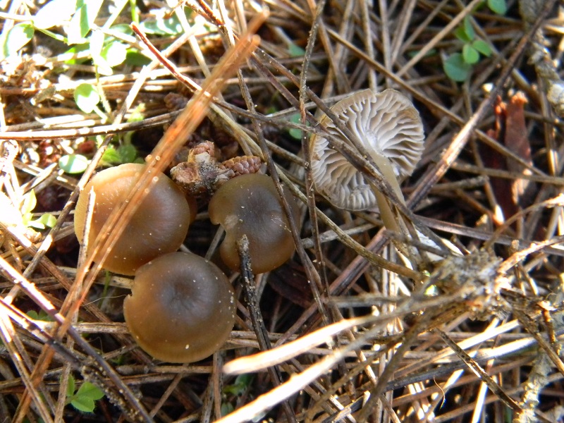 17) Fotogr. il 25.01.2014.sotto macchia Mediterranea