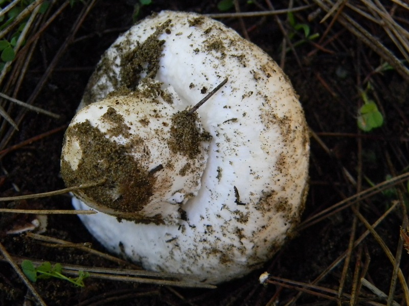 24) Fotogr. il 25.01.2014.sotto macchia Mediterranea