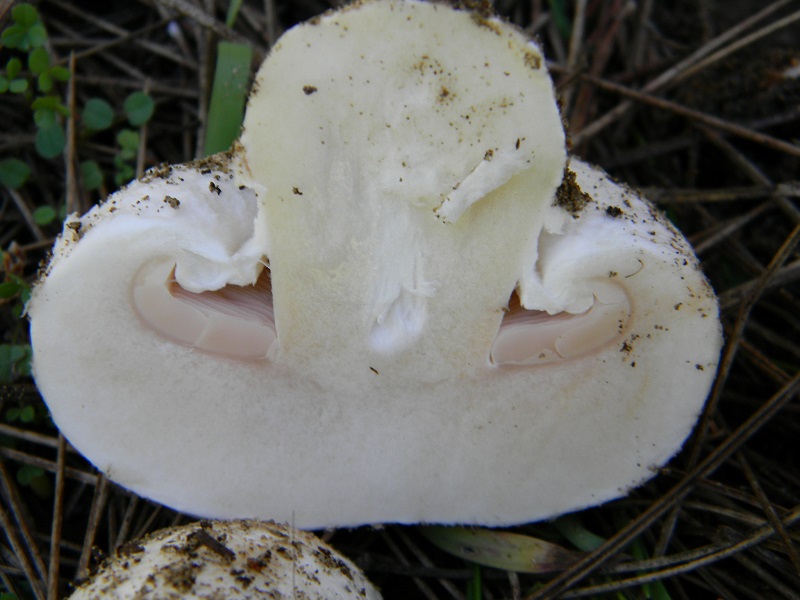 24) Fotogr. il 25.01.2014.sotto macchia Mediterranea