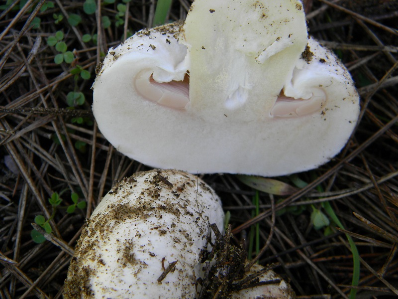 24) Fotogr. il 25.01.2014.sotto macchia Mediterranea