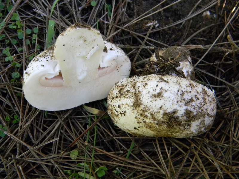 24) Fotogr. il 25.01.2014.sotto macchia Mediterranea