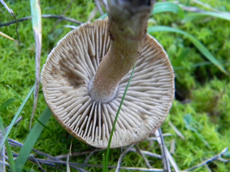 19) Fotogr. il 25.01.2014. sotto macchia Mediterranea