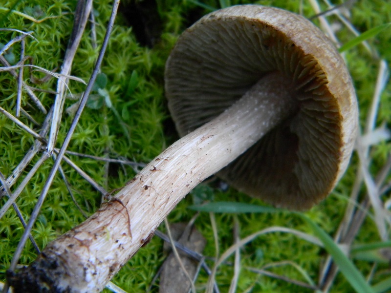 19) Fotogr. il 25.01.2014. sotto macchia Mediterranea