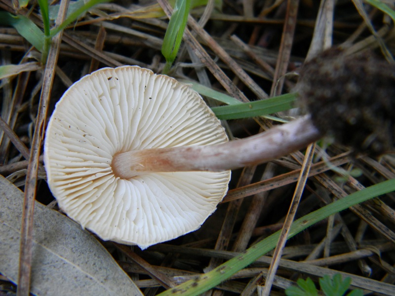 20) Fotogr. il.25.01.2014. sotto macchia Mediterranea