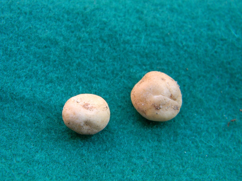 11) Fotogr. il 25.01.2014.sotto macchia Mediterranea