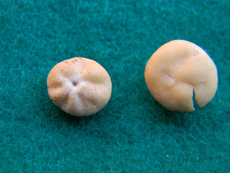 11) Fotogr. il 25.01.2014.sotto macchia Mediterranea