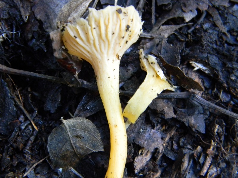 1) Fotogr. il 7.02.2014.sotto macchia Mediterranea