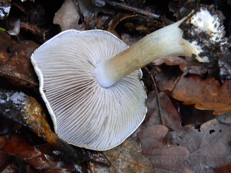 2) Fotogr. il 7.02.2014.sotto macchia Mediterranea