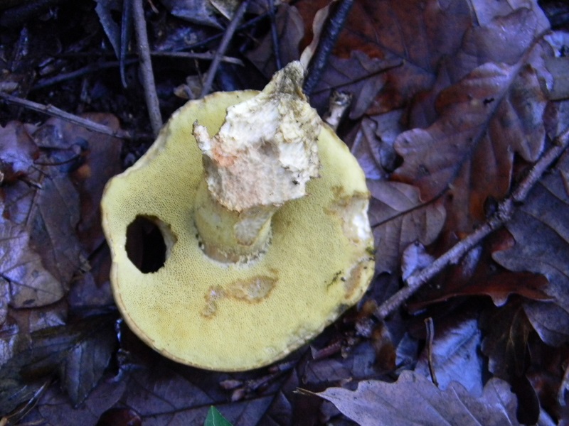 3) Fotog.il 7.02.2014. sotto macchia Mediterranea