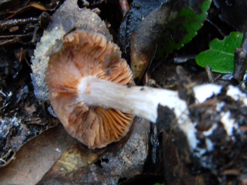 4) Fotogr.il 7.02.2014. sotto macchia Mediterranea